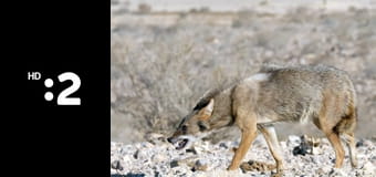 Divoké psy E2 - Psie spojenectvo