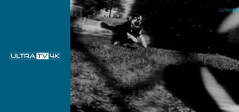 Wydział zabójstw Baltimore