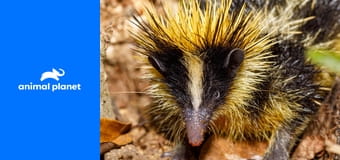 Malí obři S1E17 Malí obři S1E17