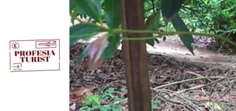 Плантация за подправки в Занзибар – 2 част Плантация за подправки в Занзибар – 2 част