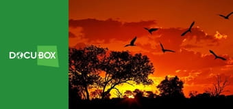 Chłopiec z dziczy Chłopiec z dziczy