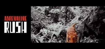 Po Prostu Walcz! Po Prostu Walcz!