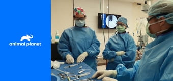 Život na Veterinární univerzitě S1E1 - Žádný spánek až do závěrečných zkoušek Život na Veterinární univerzitě S1E1 - Žádný spánek až do závěrečných zkoušek