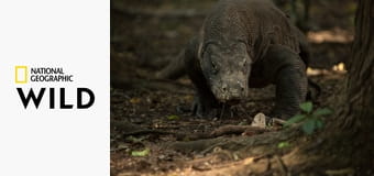 A sárkány napja E1