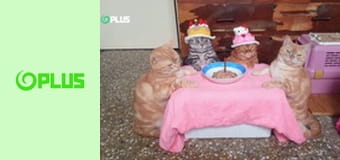 Najlepšie zvieratá na videu