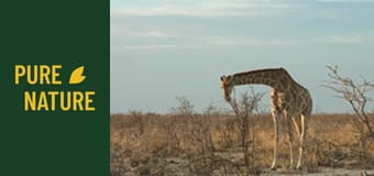 Animale africane: Zebrele și girafele din Deșertul Kalahari