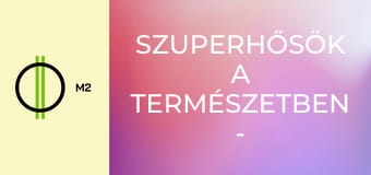 Szuperhősök a természetben - A jávai lövőhal: a mangroveerdők vizipisztolya