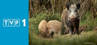 Dzik - nietypowy sąsiad