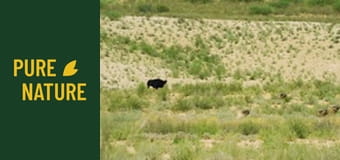 Fauna africană: Parcul "Transfrontalier Kgalagadi"