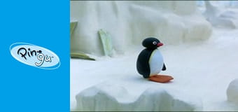The Pingu Show Sezon 1 Odcinek 37