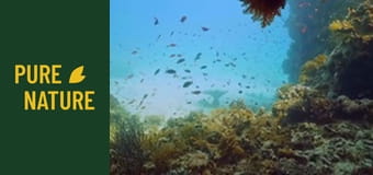 Под Червено море: Невероятен подводен свят