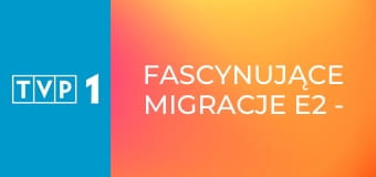 Fascynujące migracje E2 - Rusałka osetnik