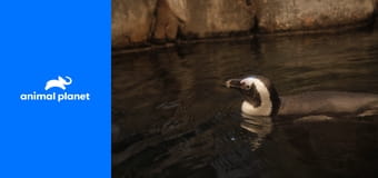 Akvárium S1E2 Akvárium S1E2