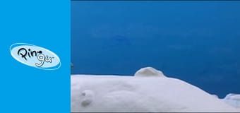 The Pingu Show Sezon 1 Odcinek 39