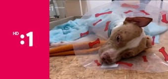 Neposlušní E6 - Lavi