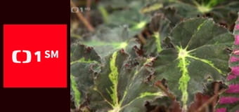 O hloupém Matějovi