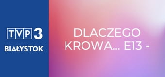 Dlaczego krowa... E13 - Gęś