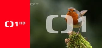 Záhada hlavolamu (8/9)