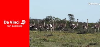 Siyaya - Sălbăticia din Cape - De Hoop - Locul speranței