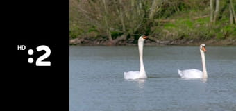 Byť tak zvieratkom E1 - Labuť