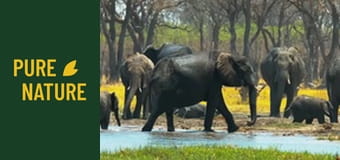 Fauna africană: Elefanții - partea 1