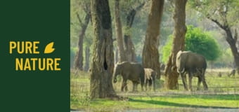 Dzikie zwierzęta Afryki: Park Narodowy Mana Pools