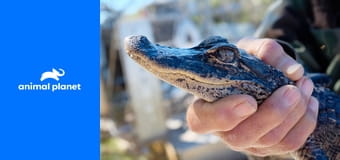 Veterinární policie Miami S16E4 - Zrada