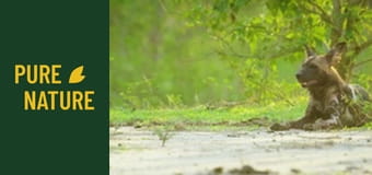 Animale sălbatice din Africa: Parcul Național Mana Pools