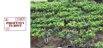 Чаена плантация в Шри Ланка