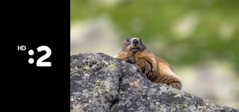 V ríši kamzíka tatranského