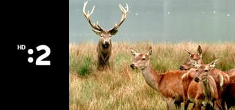 Keby som bol zviera... E2 - Srnka