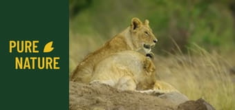 Fauna africană: Migrația din Serengeti către Maasai Mara, Kenya