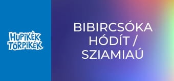 Bibircsóka hódít / Sziamiaú csengettyűje