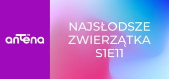 Najsłodsze zwierzątka S1E11