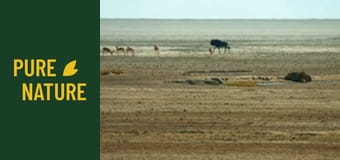 Animale sălbatice din Africa: Lei