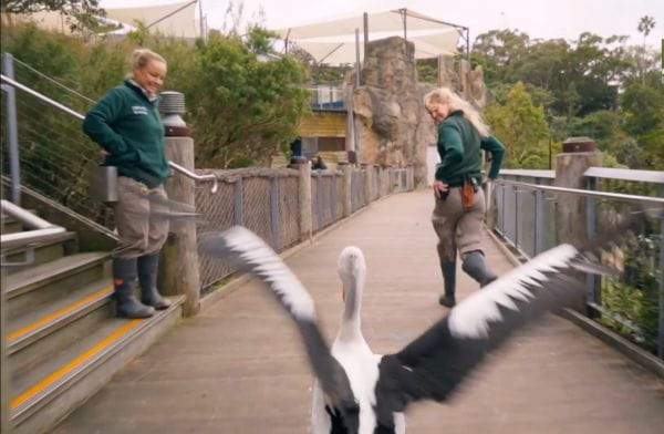 Inside Taronga Zoo (2019) – 2 season 1 season
