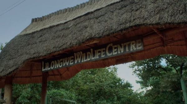 Malawi Wildlife Rescue (2021) - 5 episode