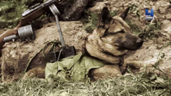 Animals at War (2019) - 1 season