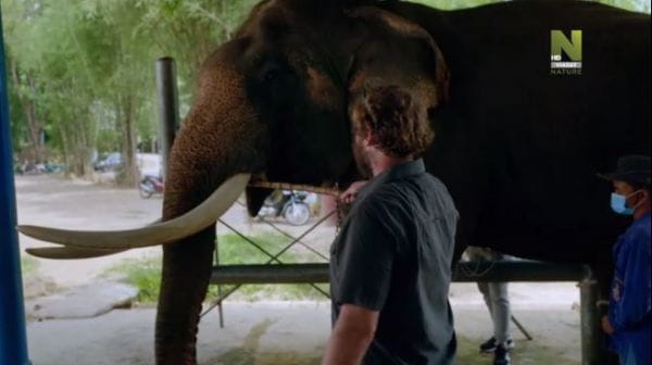 Лікарня для слонів (2020) - 3 серія