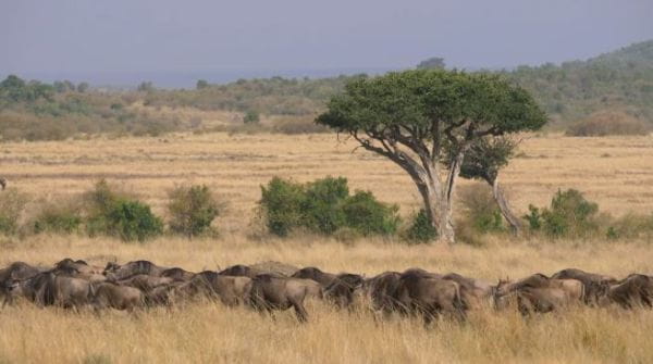 Maasai Mara: Wildlife Crossover (2020) - 2 episode