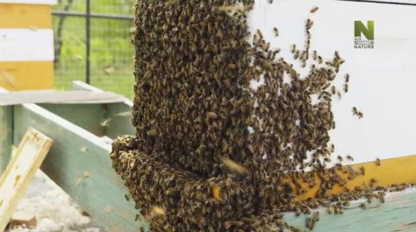 Charlie Bee Company (2020) - 1. texas beekeepers