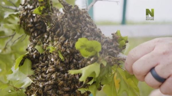 Компания «Чарли Би» (2020) – 5. пчелиный бизнес