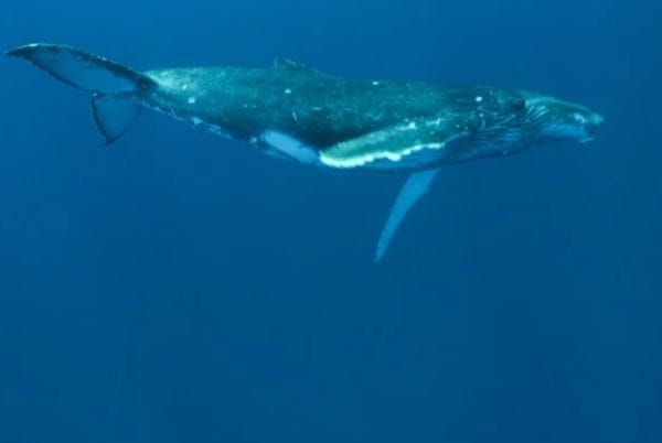 Tajemství strašlivé velryby