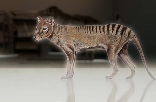 Lost Beasts: Unearthed (2022) - tajemství tasmánského tygra