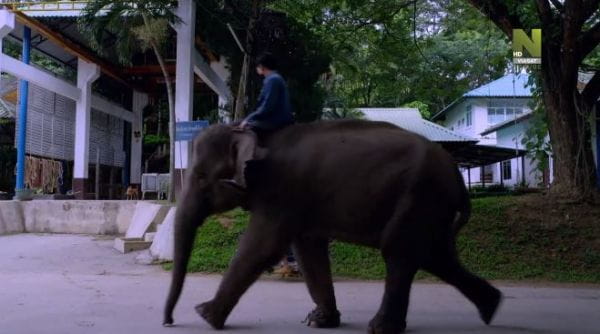 Больница для слонов (2020) – 1 серия