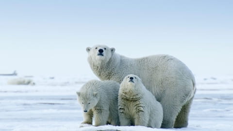 Американська Арктика: Заповідні землі під загрозою