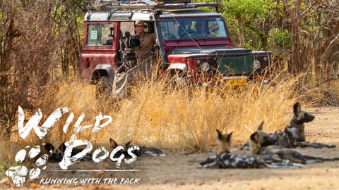 Wild Dogs: Running with the Pack (2022)