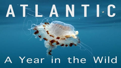 Atlantic: A Year in the Wild (2020)