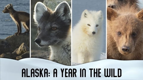 Alaska: A Year in the Wild (2017)