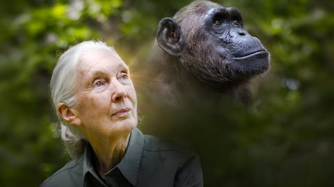 Rescued Chimpanzees of the Congo with Jane Goodall (2021)